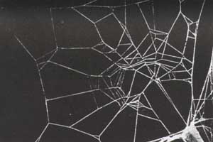 caffeinated spider's web