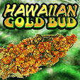 hawaiian gold bud legal buds